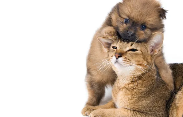 Cat, small, puppy, puppy, Cat