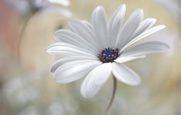 Flowers, nature, petals, stem