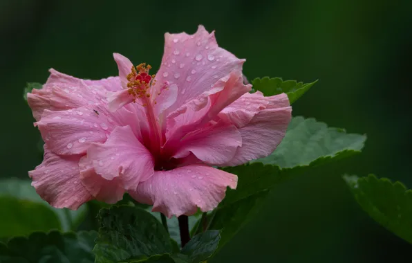 Drops, pink, hibiscus