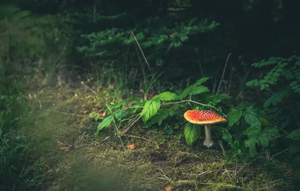 Picture mushrooms, the dark background, spruce, mushroom, leaves, needles, forest