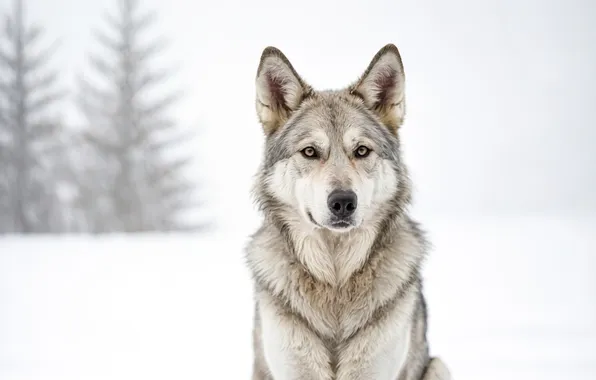 Winter, look, face, snow, grey, wolf, portrait, ate