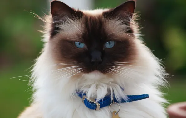 Picture cat, cat, look, portrait, Burmese