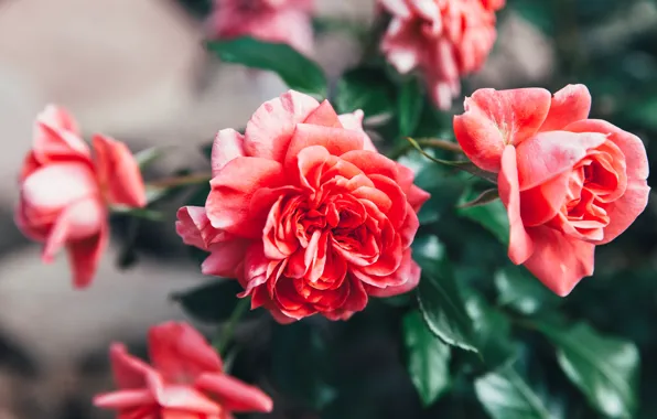 Wallpaper beautiful, nature, garden, roses, the bushes