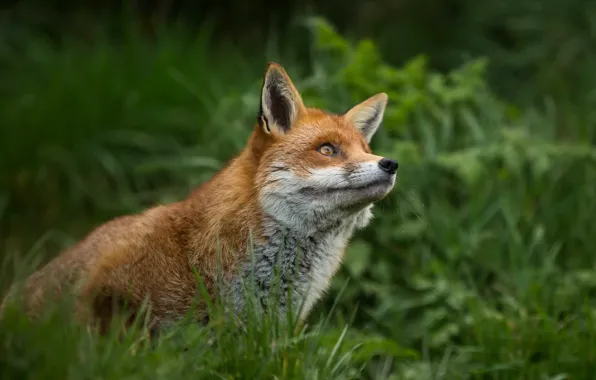 Nature, background, Fox
