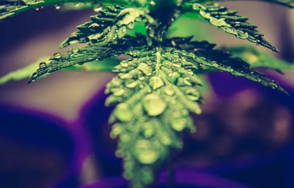 Picture leaves, drops, macro, nature, Rosa