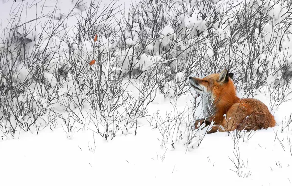 Winter, snow, Canada, Fox, Fox, Manitoba