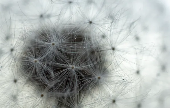 Dandelion, seeds, air