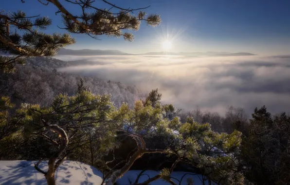 Winter, the sun, hills, pine, Altay, Paul Kalinenko
