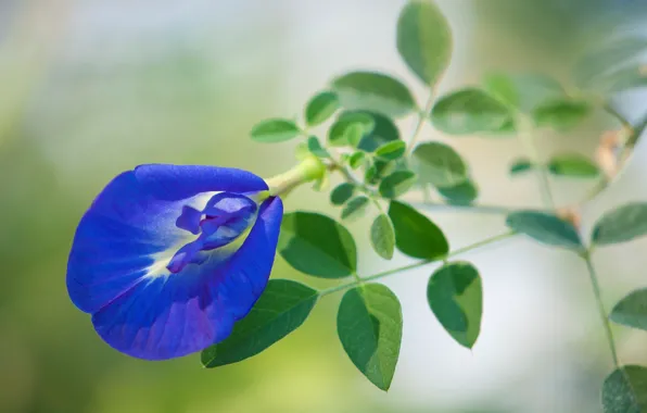 Picture leaves, nature, plant, petals, exotic, Klitoria