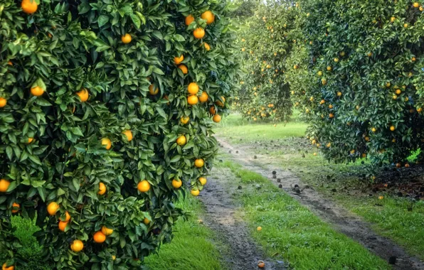 Picture garden, harvest, fruit, orange, grove, orange