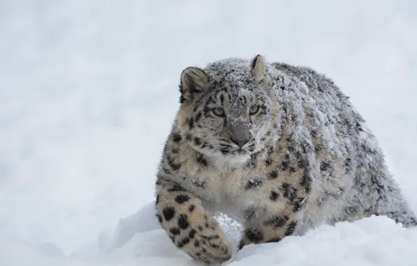 Picture Snow Leopard, Winter, Snow, Forest, Cold