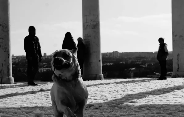 Children, the game, Dog, running, leash, Labrador