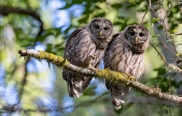 Picture leaves, branches, owl, bird, two, pair, a couple, Duo
