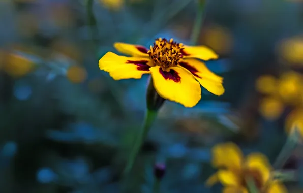 Picture flower, nature, petals