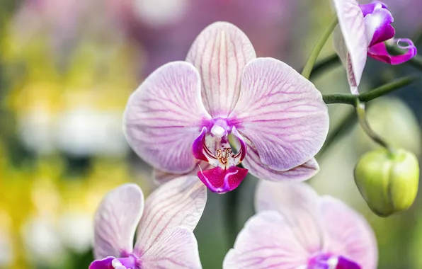 Macro, flowers, branch, pink, orchids, Orchid, bokeh, striped