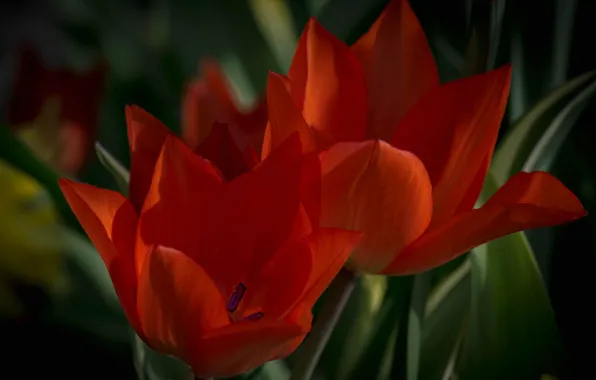 Picture nature, petals, garden, tulips