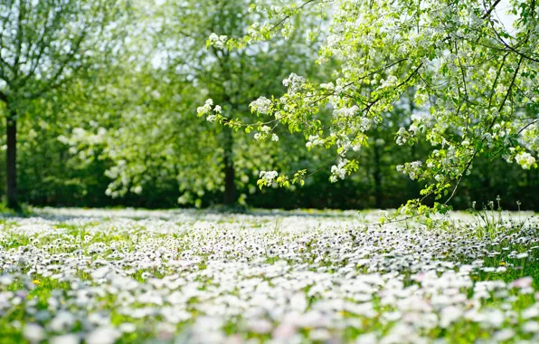 Picture light, flowers, branches, glade, chamomile, spring, white, flowering