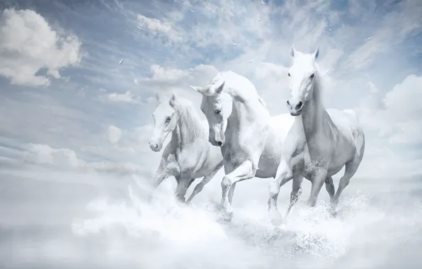 Picture Wallpaper, White Horse, White Horses
