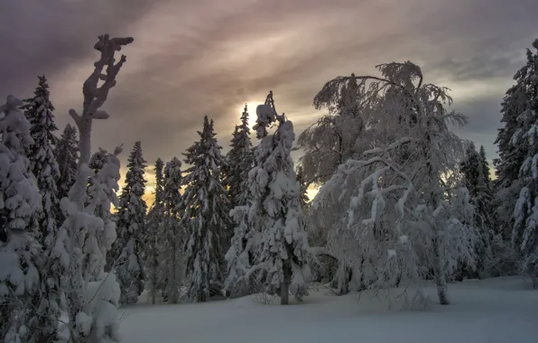 Picture winter, snow, frost, the snow, winter forest