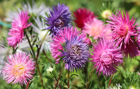 Picture autumn, colorful, asters