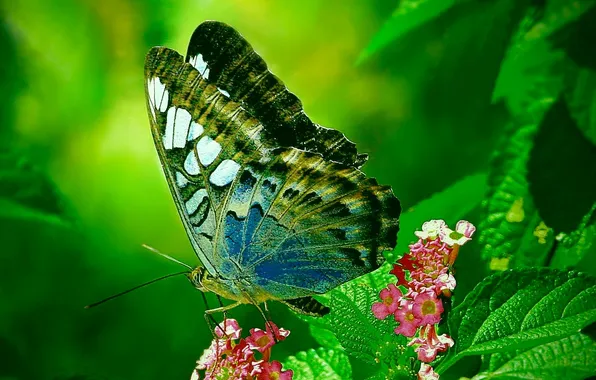 Flower, butterfly, green leaf