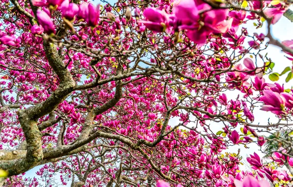 Picture flowers, branches, tree, Magnolia