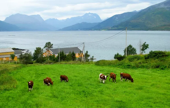 Picture animals, mountains, nature, photo, shore, home, cows, Norway