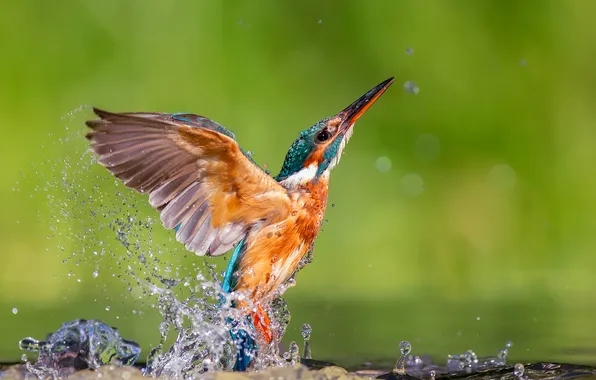 Picture water, drops, squirt, bird, kingfisher, alcedo atthis, common Kingfisher