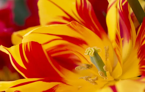 Macro, petals, tulips, motley