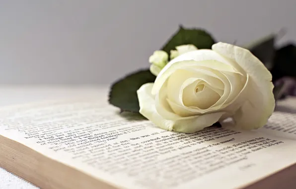 Picture background, rose, book