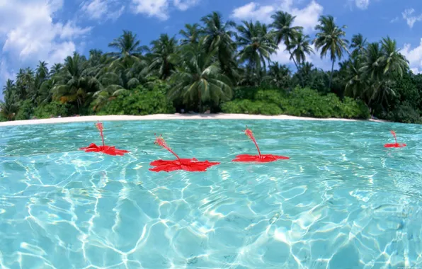 Water, flowers, palm trees
