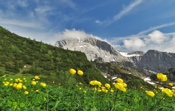 Picture greens, field, summer, the sky, clouds, flowers, mountains, yellow