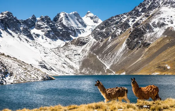 Picture mountains, nature, two, pair, walk, Lama, snowy peaks