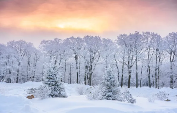 Winter, snow, trees, sunrise, dawn, morning, ate, the snow