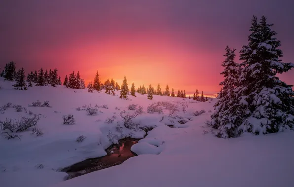 Picture winter, snow, trees, sunset, nature, river, tree, the evening
