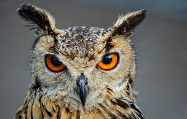 Picture eyes, look, owl, bird