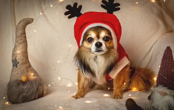 Look, portrait, dog, lights, Christmas, costume, dwarves, New year