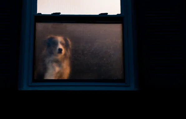 Picture house, devotion, dog, window