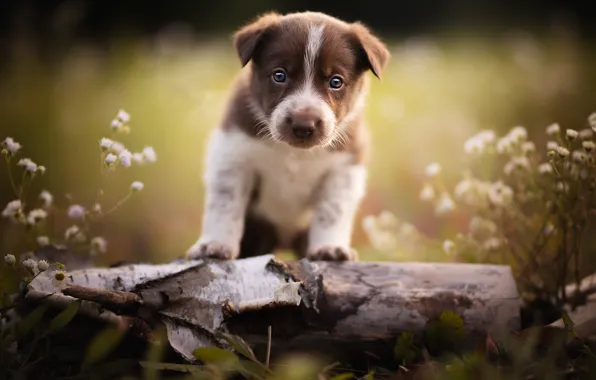 Nature, dog, puppy