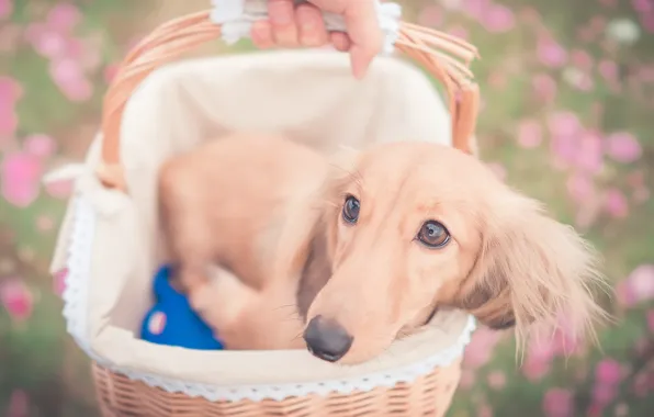 Picture look, basket, dog