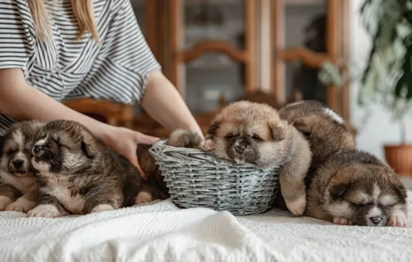 Dogs, girl, hands, puppies, fabric, kids, basket, a lot