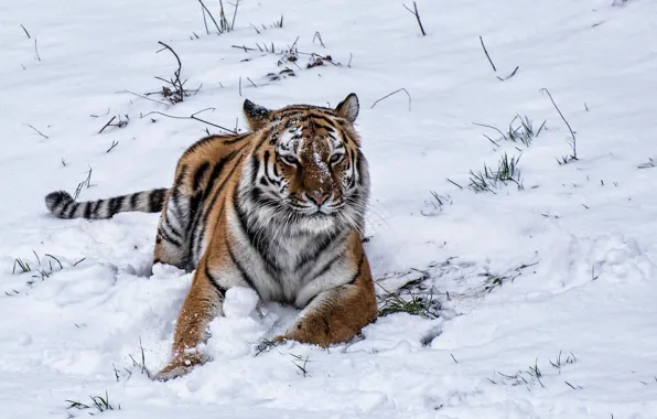 Winter, snow, tiger, tiger, winter, snow