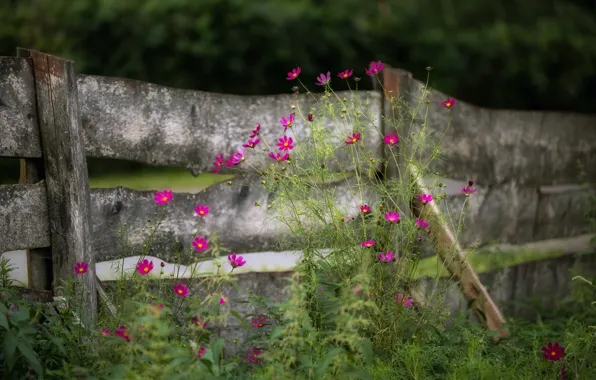 Summer, flowers, the fence