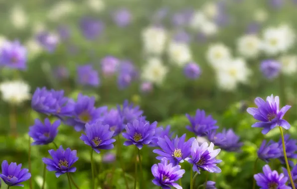 Picture spring, bokeh, Anemone