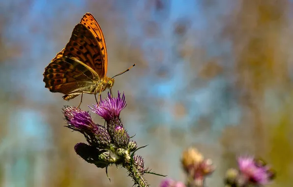 Macro, wings, Butterfly, beautiful, flowers, closeup