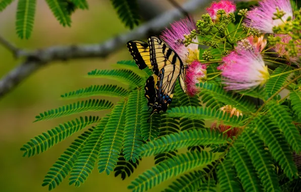 Picture leaves, macro, flowers, butterfly, insect, green background