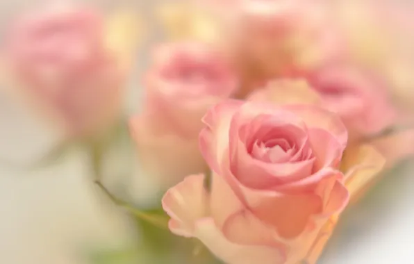 Macro, flowers, roses, pink