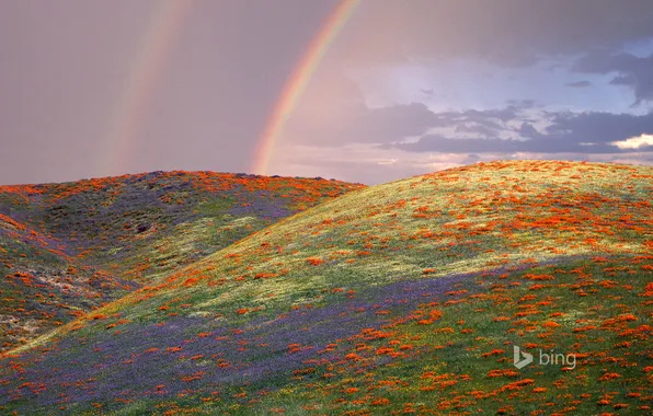 The sky, flowers, hills, Maki, rainbow, meadow, CA, USA