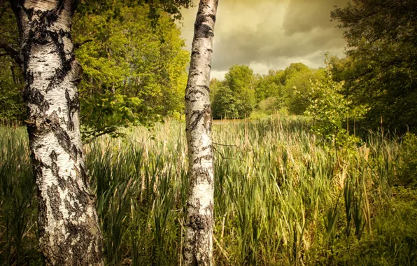 Picture greens, forest, summer, grass, clouds, trees, foliage, trunk