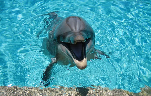 Water, Dolphin, smile